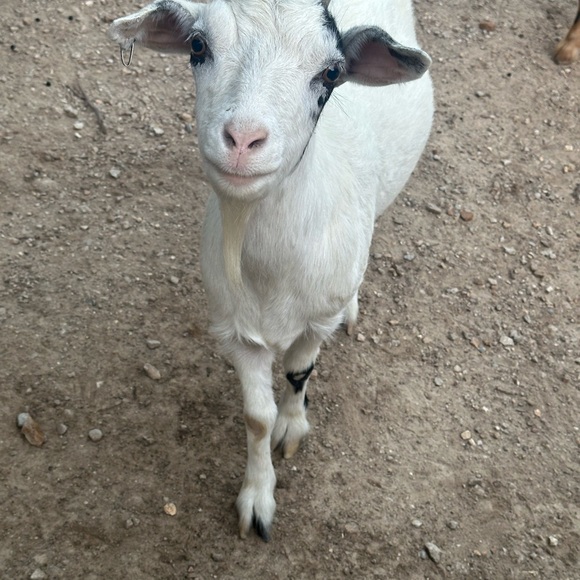 No Theme Share Show - Picture 5 of 6